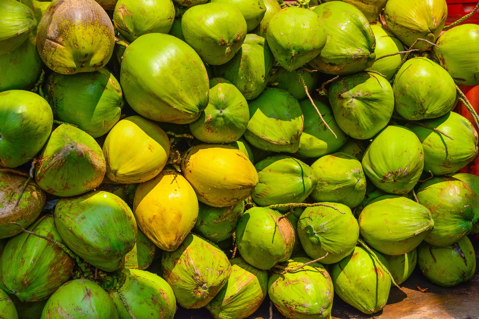 Coconuts